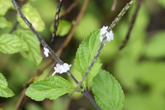 Stachytarpheta urticifolia